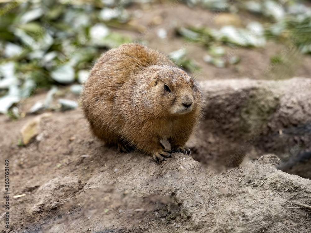 Naklejka premium The black-tailed prairie dog, Cynomys ludovicianus, lives in colonies on the American prairies