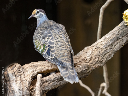 Common bronzewing, Phaps chalcoptera, a nicely colored pigeon sitting on a branch photo