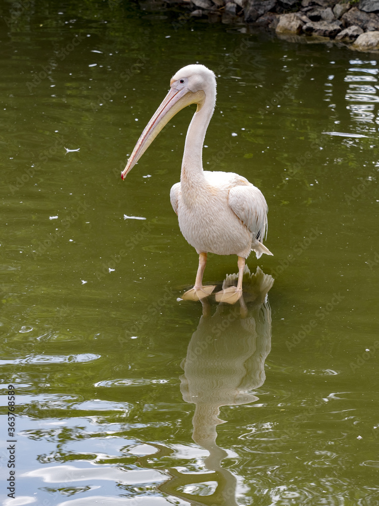 The Great White Pelican, Pelecanus onocrotalus, stands in the water looking for food