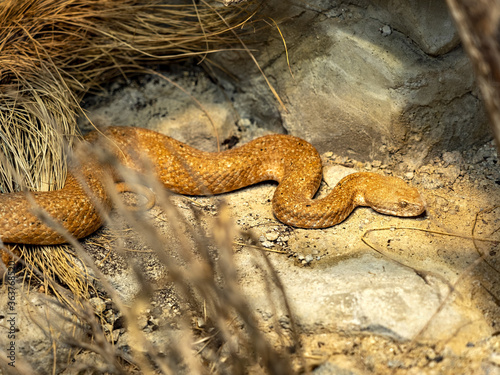 Cyclades blunt-nosed, Macrovipera schweizeri, lives on the Greek island of Milos, in red-gray color photo