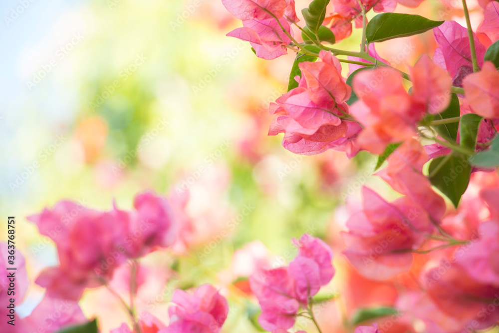 close up of pink hydrangea flowers