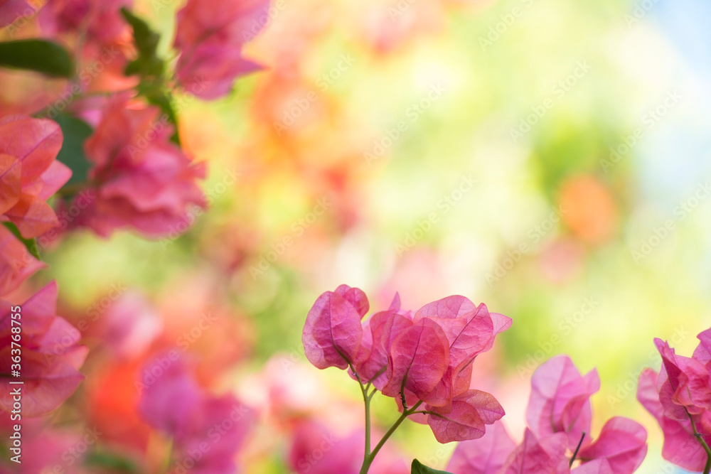 close up of pink hydrangea flowers close up of pink hydrangea flowers