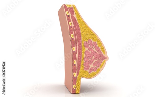 3d cross section of breast