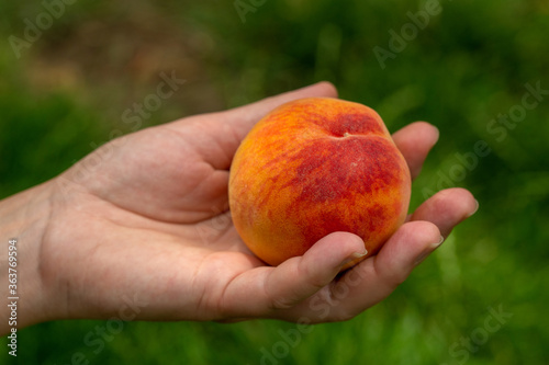 Peach in The Hand