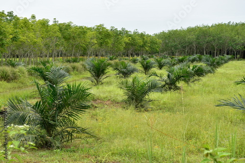 rubber trees and oil palm plantation