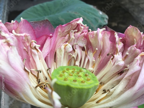 close up of lotus flower