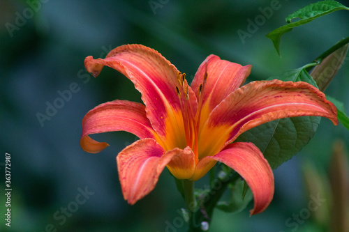Orange summer Tiger lily day lily flower bloom with blurred background