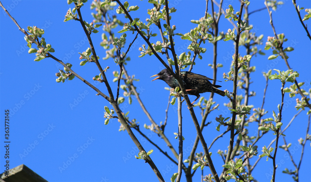 crow on a branch crow on a branch