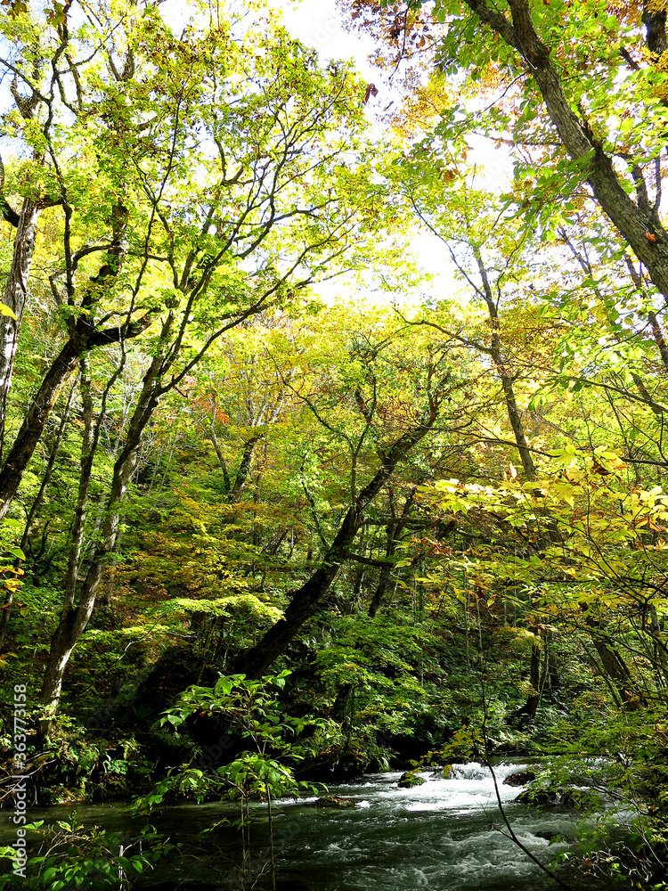 Autumn in Oirase Stream trail (奥入瀬の秋) in Aomori, JAPAN Autumn in Oirase Stream trail (奥入瀬の秋) in Aomori, JAPAN