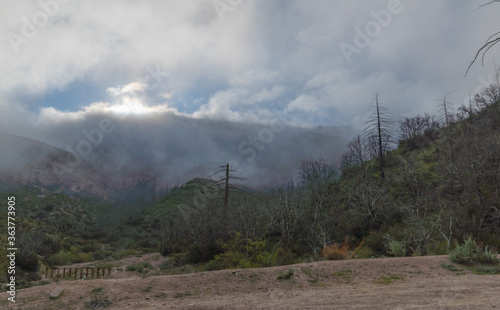 Angeles National Forest, CA in the Fog at Dawn