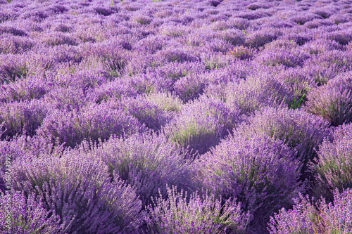 Field of flowering lavender  Plantation for growing a medicinal and aromatic plant lavender for the production of oils. Landscape for photo shoots in lavender. Summer lilac bloom. 