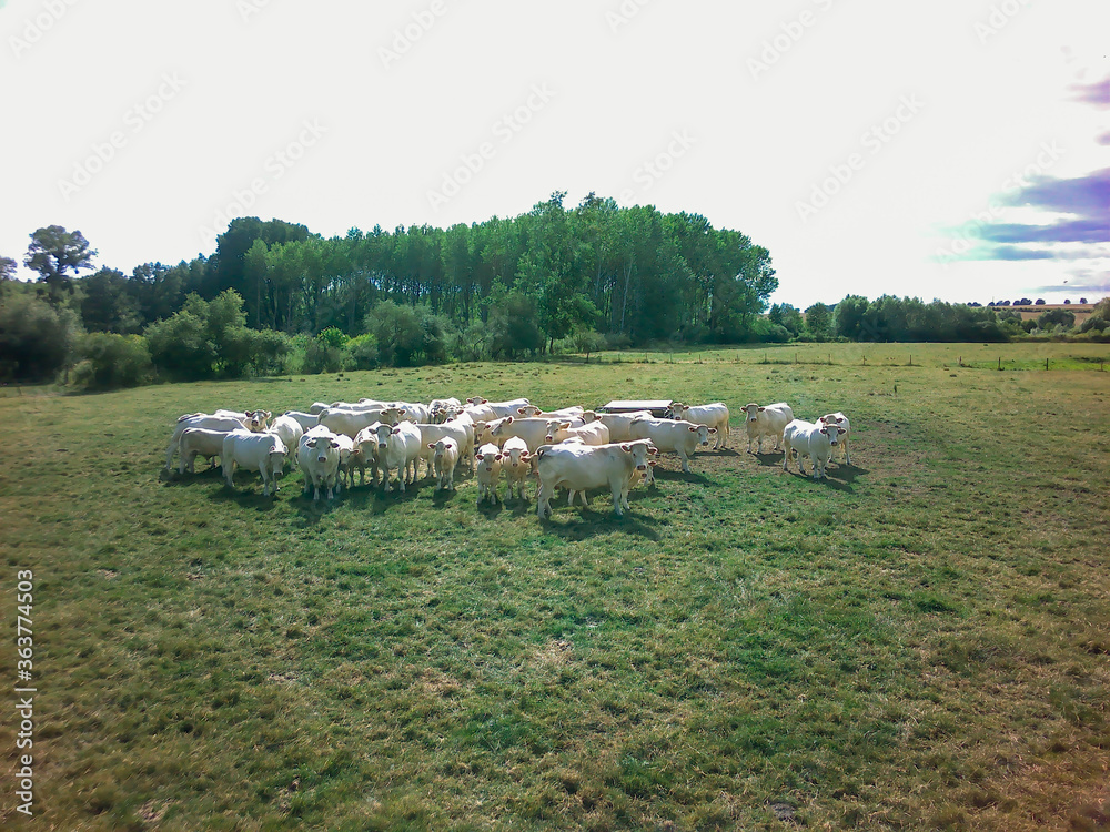 Obraz premium troupeau de vaches dans une pâture