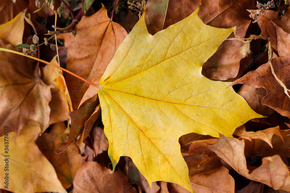 autumn landscape. autumn leaves on a tree branch in the park