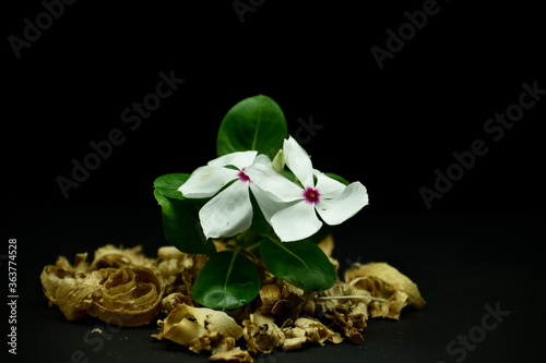 Beautiful closeup photograph of Sadabahar or Periwinkle Flower. photo