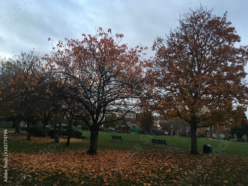 autumn in the park