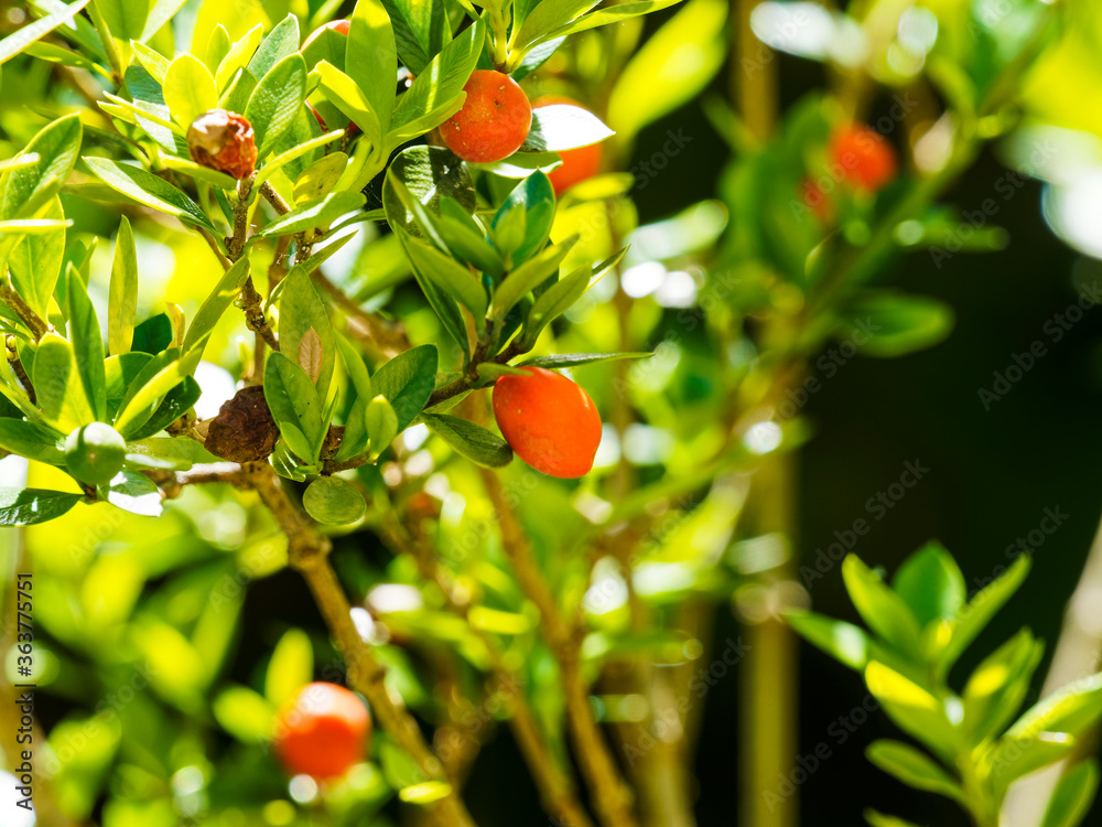 Alyxia ruscifolia | Alyxie épineuse ou chaîne fruit, arbuste à fruits décoratifs globuleux orange à rouge, tiges épineuses, feuilles ovales, légèrement recourbés, lisses, pointe acérée, vert brillant