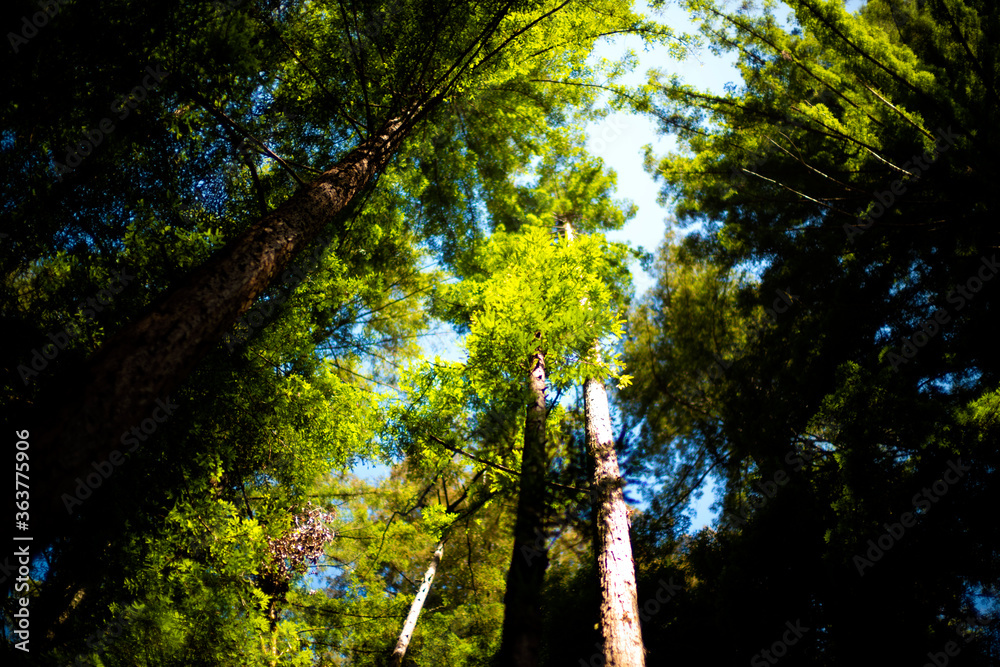 Obraz premium sun shining through redwood trees