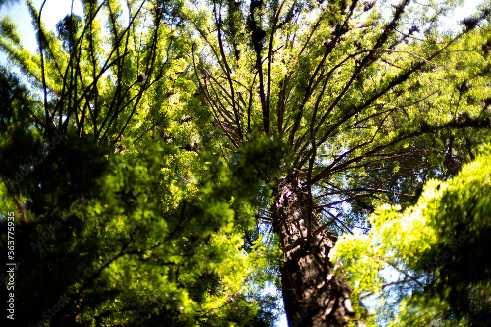 Obraz premium sun shining through redwood trees in the forest