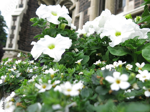 white flowers on a wooden fence
