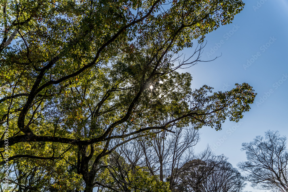 Obraz premium 万博記念公園にて木漏れ日と青空