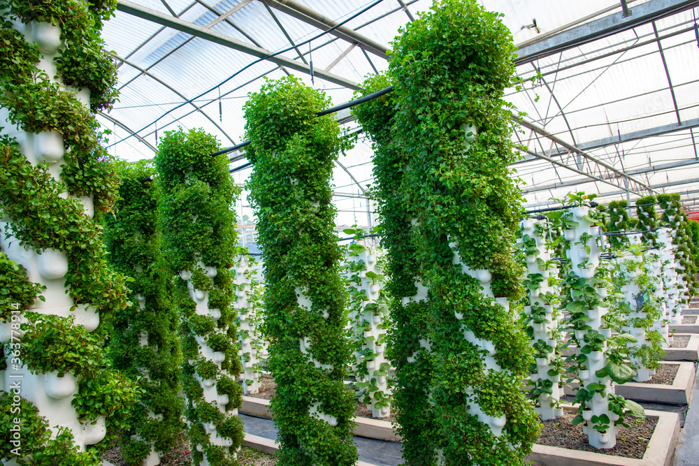 Naklejka premium Agricultural plants grown in a modern greenhouse.