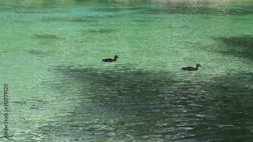 ducks on lake grüner see near tragöß, steiermark, austria photo