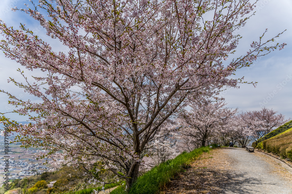 和歌山県紀の川市百合山の桜 和歌山県紀の川市百合山の桜