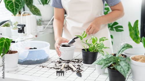 Attractive Young Asian woman taking care the household plants for Gardening at Home concept 