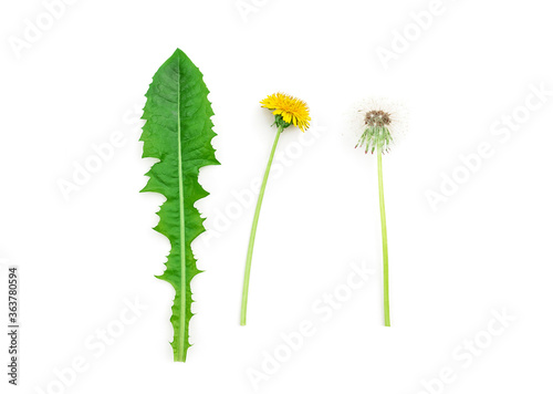 Dandelion flower  leaf and seeds isolated on white background.