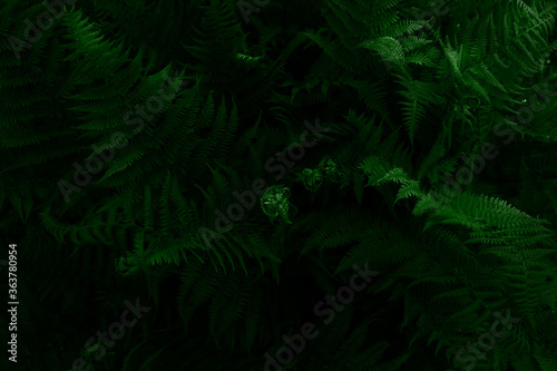 Gloomy dark green large fern leaves background. Top view. Close up. Natural background and eco concept. Moonlight falls on top of leaves.