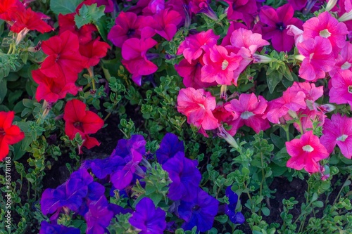 pink flowers in the garden