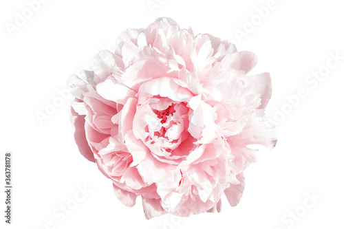 Amazing pink peony flower isolated on white background. Large petals on blooming peony. Delicate shades. Without stems. Close up.