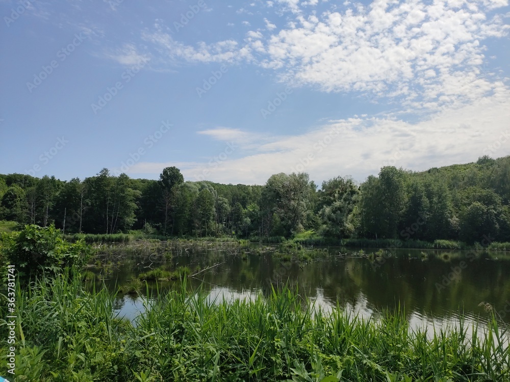 beautiful lake in the summer forest