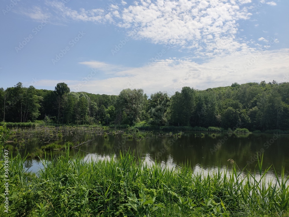 beautiful lake in the summer forest beautiful lake in the summer forest