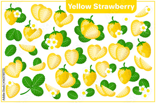 Set of vector cartoon illustrations with Yellow Strawberry exotic fruits, flowers, leaves isolated on white background