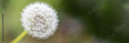 Dandelion on a green background. Image of a white dandelion flower. Closeup. Banner
