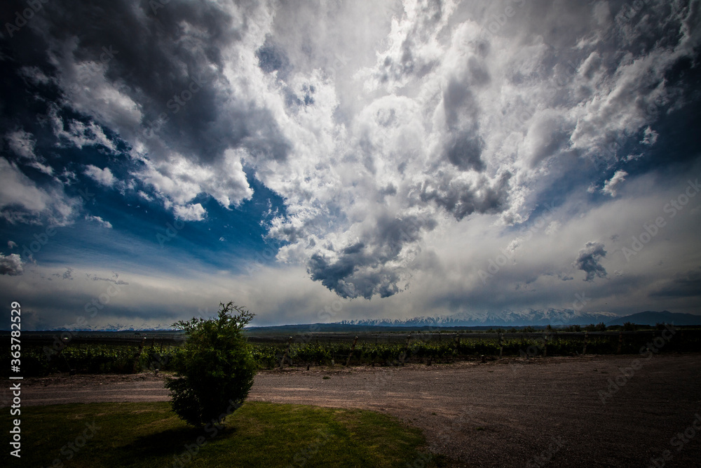 Obraz premium Vinyard view