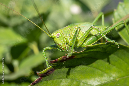 Great green bush-cricket male. Tettigonia viridissima. Closeup © Sergey