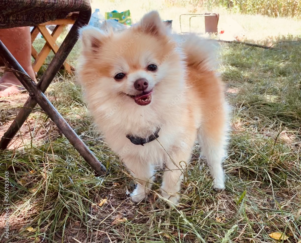 Fototapeta premium chihuahua in the grass