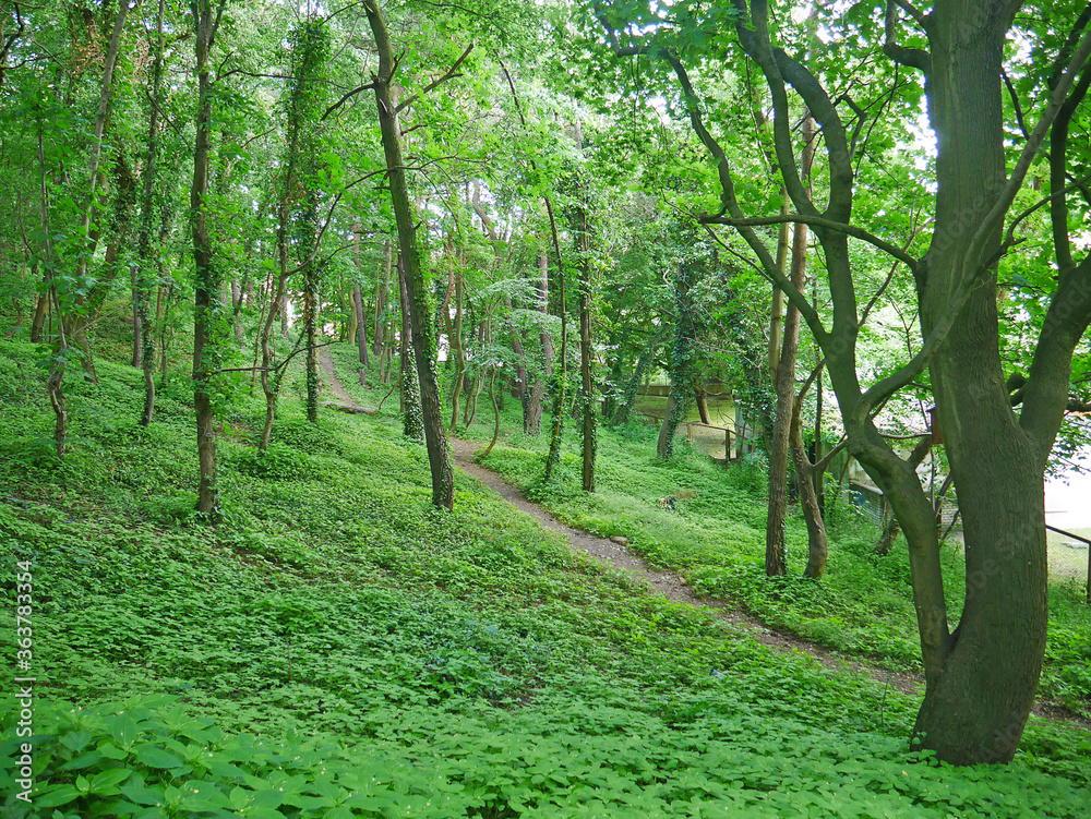 Obraz premium footpath in the woods