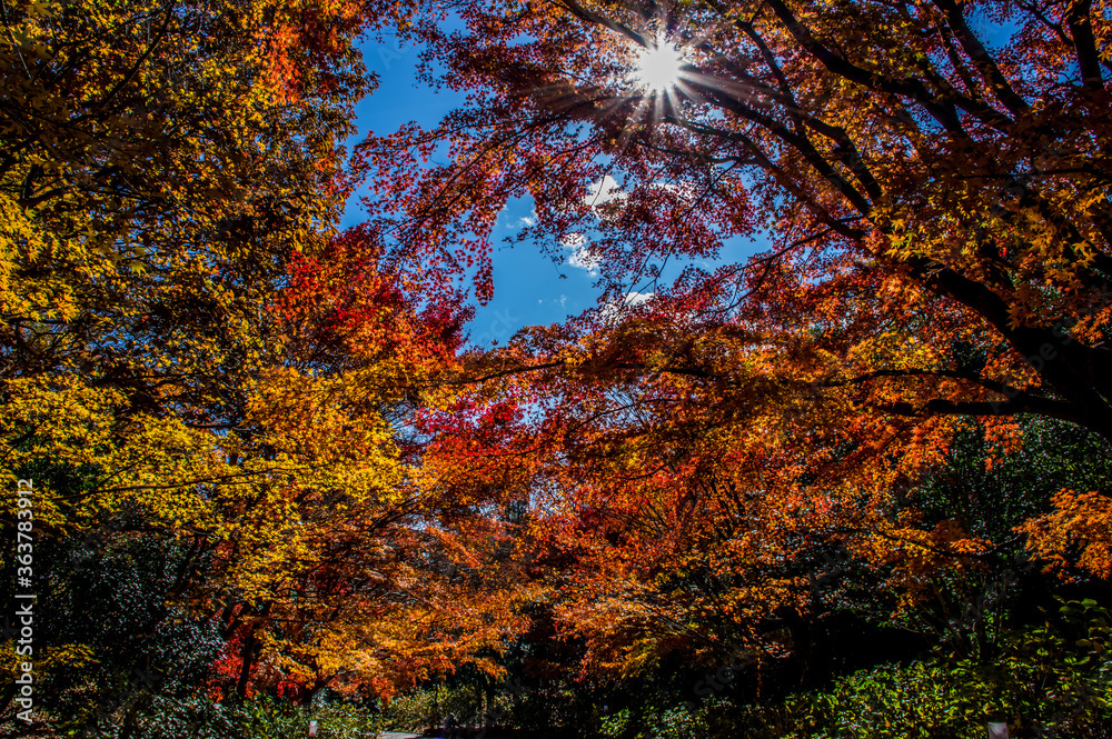 紅葉と光芒 神戸市立森林植物園 Stock Photo Adobe Stock