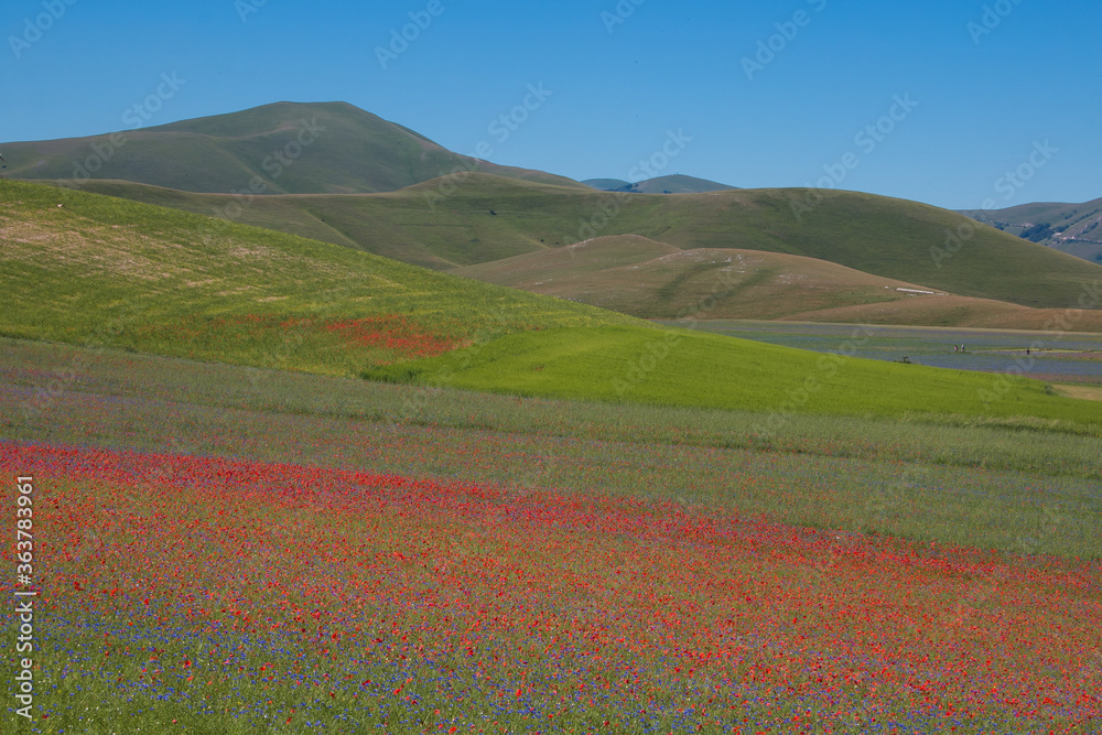 Summer flowering in Castelluccio di Norcia, Umbria, Italy, Europe