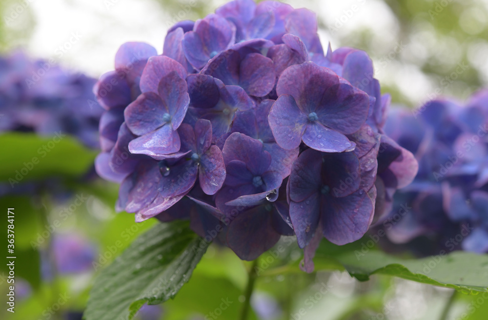 あじさいの花 あじさいの花