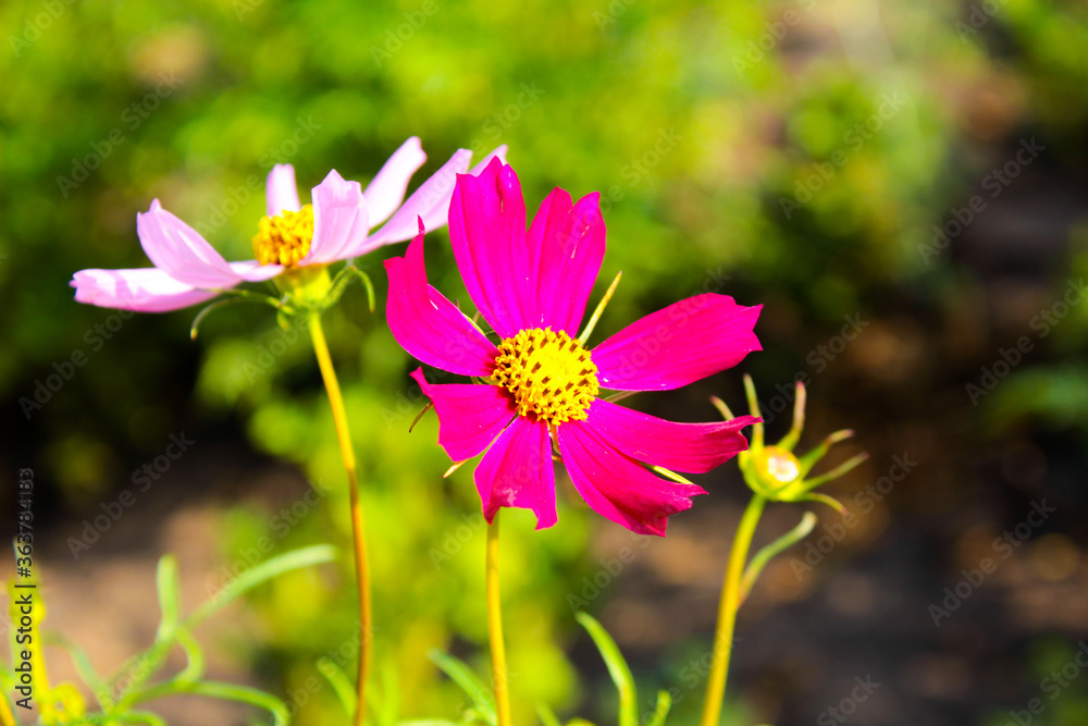 Obraz premium cosmos flower in the garden