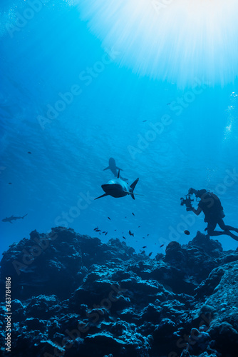 サメを被写体に水中写真を撮るダイバー。シルエット。ミクロネシア連邦ヤップ島