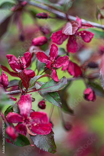 decorative red apple blosssom closeup photo