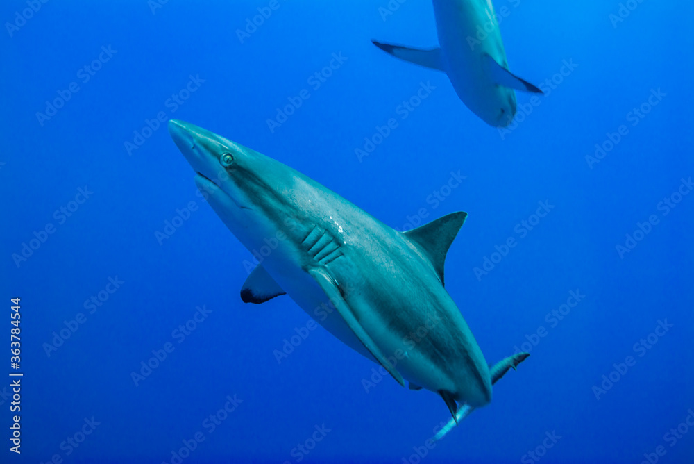 群青色に染まる海を悠々と泳ぐオグロメジロザメ（Carcharhinus amblyrhynchos）。グレーリーフシャークと英語名で呼ばれることも。ミクロネシア連邦ヤップ島