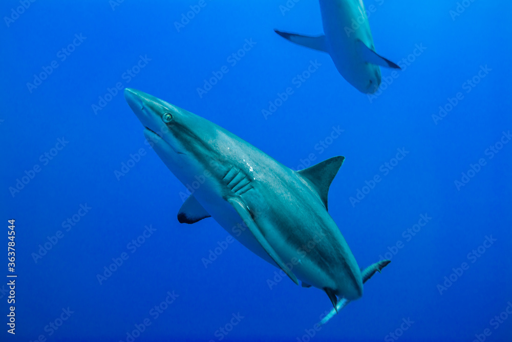 Obraz premium 群青色に染まる海を悠々と泳ぐオグロメジロザメ（Carcharhinus amblyrhynchos）。グレーリーフシャークと英語名で呼ばれることも。ミクロネシア連邦ヤップ島