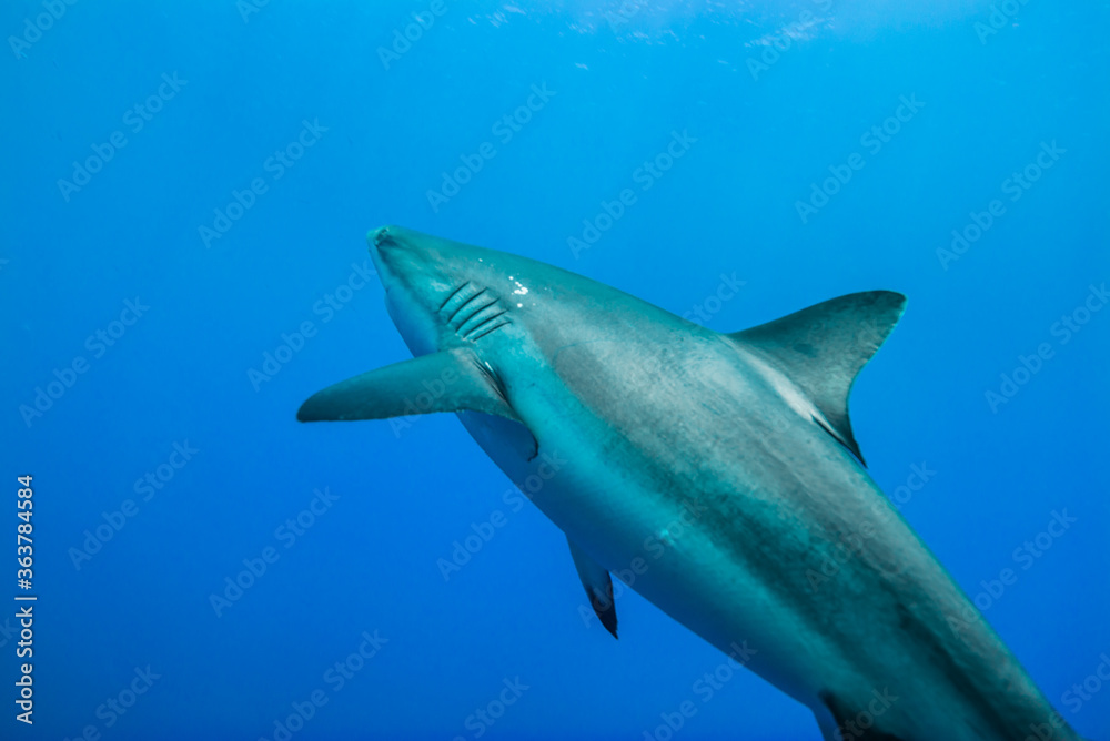群青色に染まる海を悠々と泳ぐオグロメジロザメ（Carcharhinus amblyrhynchos）。グレーリーフシャークと英語名で呼ばれることも。ミクロネシア連邦ヤップ島