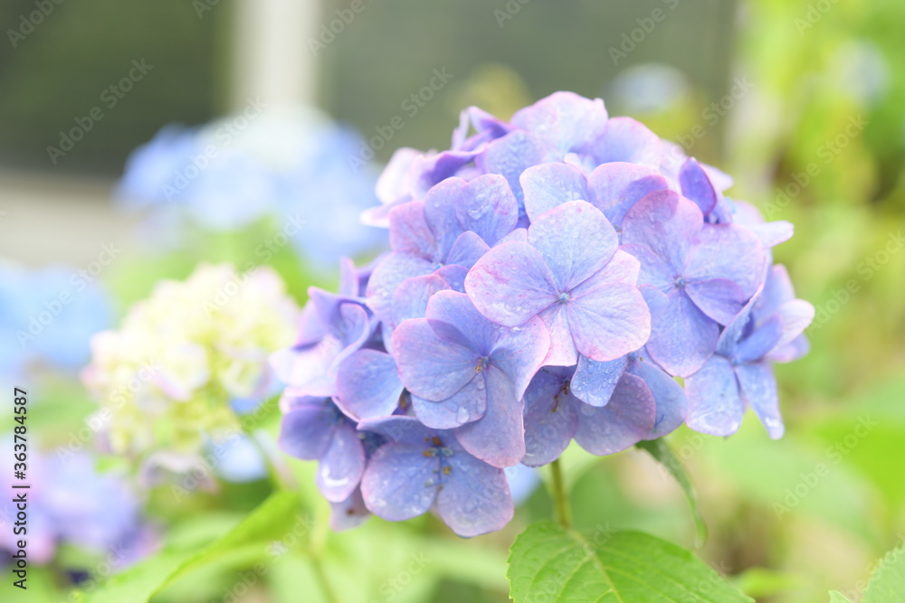 あじさいの花